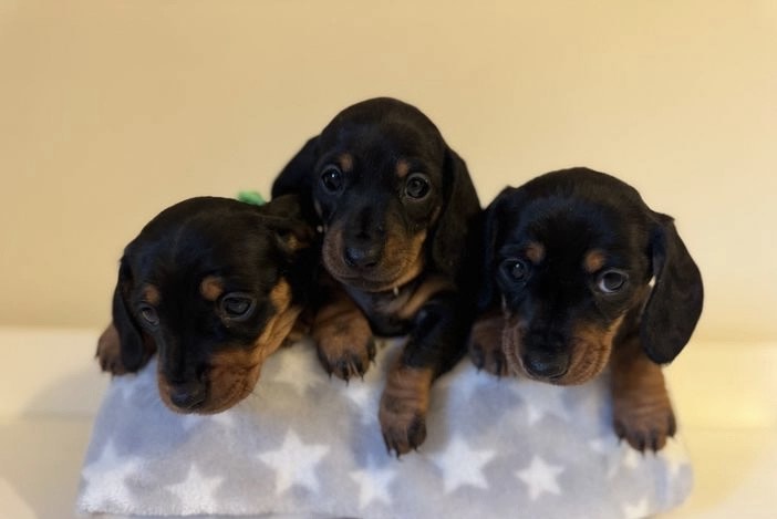 Cute dachshund puppy 1
