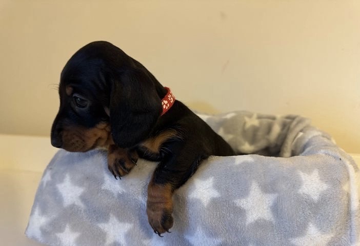 Cute dachshund puppy 2