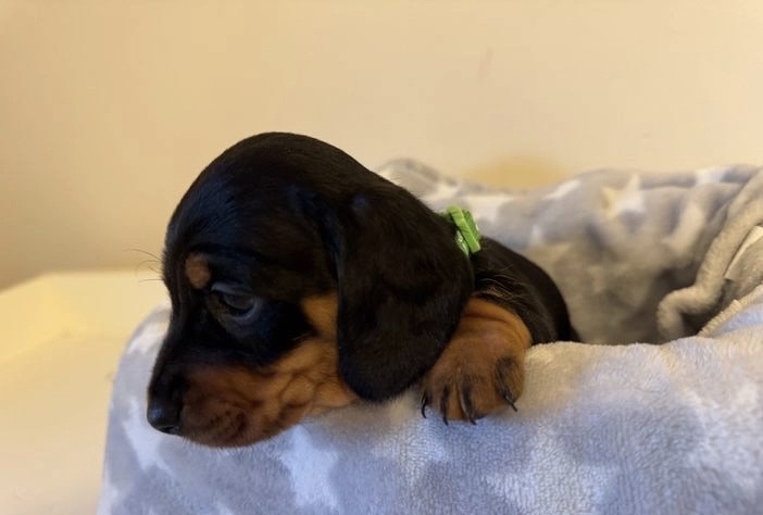 Cute dachshund puppy 4