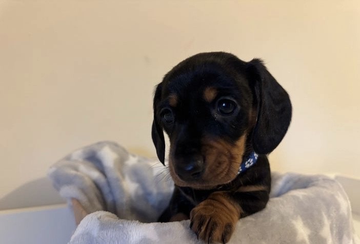 Cute dachshund puppy 5