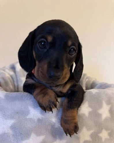 Cute dachshund puppy 9